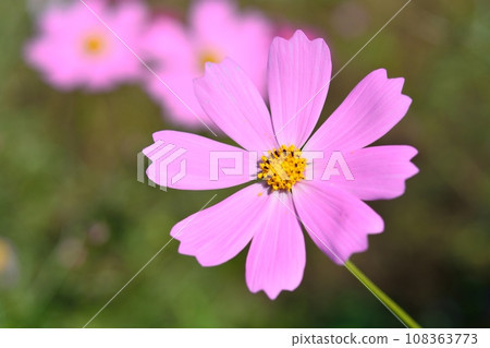 開花在秋季天氣的波斯菊 開花在秋季天氣的波斯菊 108363773