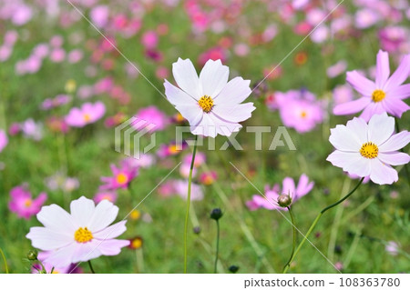 開花在秋季天氣的波斯菊 108363780