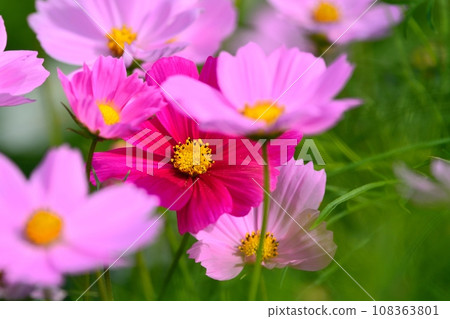 Cosmos blooming in the autumnal weather 108363801