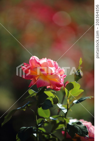 Arao City Ominous Citizen Flower Bed Rose Flower, Arao City Ominous Citizen Flower Bed Rose Flower, 108364856