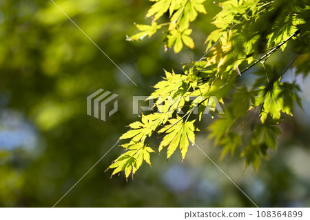 Kakunodate Samurai Residence Street in autumn, maple leaves beginning to turn red, Semboku City, Akita Prefecture Kakunodate Samurai Residence Street in autumn, maple leaves beginning to turn red, Semboku City, Akita Prefecture 108364899