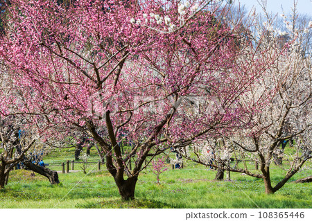 水戶偕樂園,日本三大名園之一,以梅花聞名 水戶偕樂園,日本三大名園之一,以梅花聞名 108365446