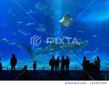 A large aquarium of the Churaumi Aquarium A large aquarium of the Churaumi Aquarium 108365594