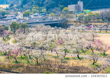 View from Kobun-tei, Mito's Kairakuen, one of Japan's top three gardens and famous for plum blossoms View from Kobun-tei, Mito's Kairakuen, one of Japan's top three gardens and famous for plum blossoms 108365921
