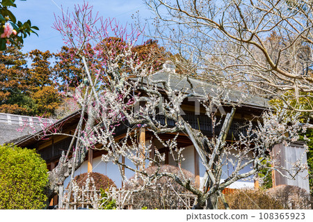 One of Japan's top three gardens, a famous place for plum blossoms, Mito's Kairakuen, Kobun-tei 108365923