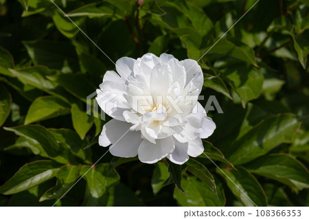 芍藥 學名:Paeonialactiflora 藥材名稱:芍藥 收錄於日本藥典 芍藥 學名:Paeonialactiflora 藥材名稱:芍藥 收錄於日本藥典 108366353