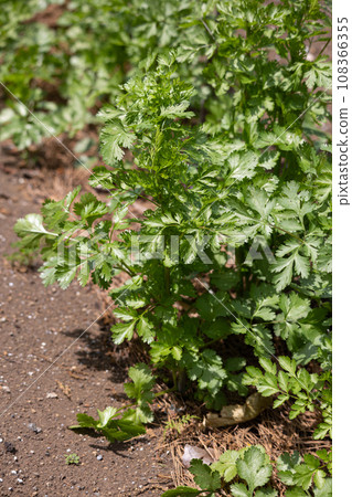 香菜(也稱為:Coriandrum sativum)使用葉子或果實 香菜(也稱為:Coriandrum sativum)使用葉子或果實 108366355