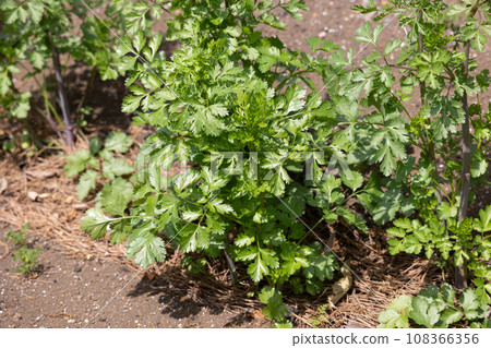 香菜（也稱為：Coriandrum sativum）使用葉子或果實 108366356