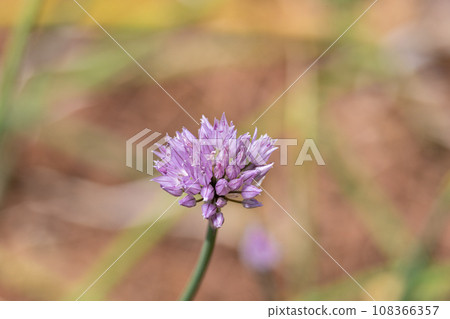 蔥花(Allium ascalonicum)又名青蔥、比利時蔥 蔥花(Allium ascalonicum)又名青蔥、比利時蔥 108366357