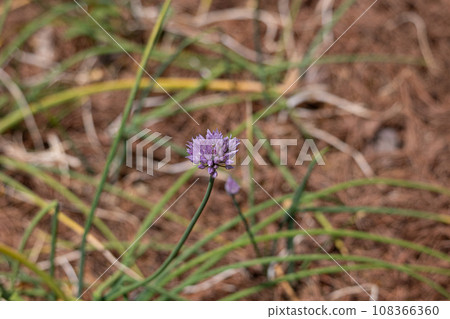 蔥花（Allium ascalonicum）又名青蔥、比利時蔥 108366360
