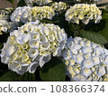 White hydrangea after the rain 108366374