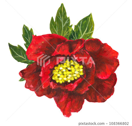 Bright red peony isolated on white background Bright red peony isolated on white background 108366802