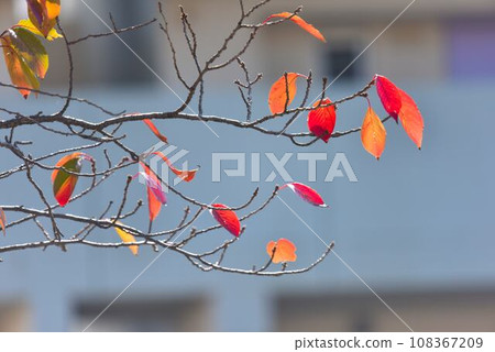 Cherry Blossoms in Autumn Cherry Blossoms in Autumn 108367209