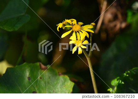 A single flower of Tsuwabuki A single flower of Tsuwabuki 108367210