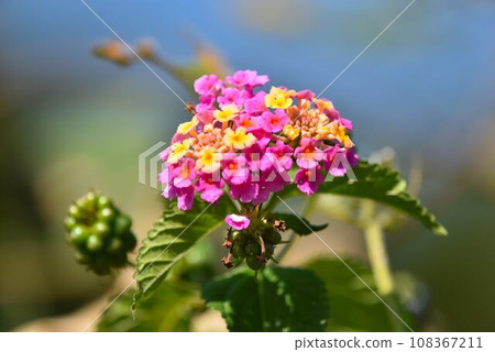pink lantana flowers pink lantana flowers 108367211