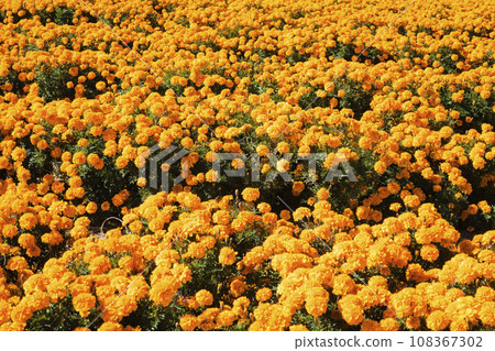 bright orange marigolds bright orange marigolds 108367302