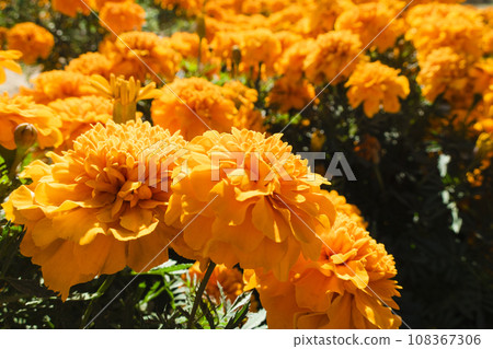 明亮的橙色萬壽菊 明亮的橙色萬壽菊 108367306