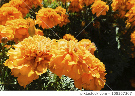 明亮的橙色萬壽菊 108367307