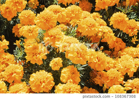 bright orange marigolds bright orange marigolds 108367308
