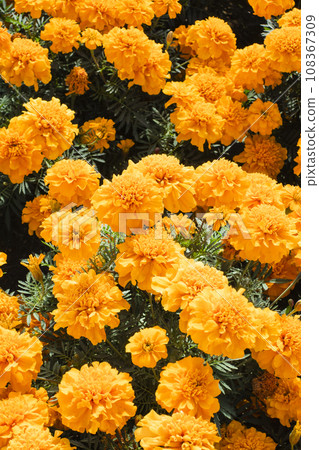 明亮的橙色萬壽菊 明亮的橙色萬壽菊 108367309
