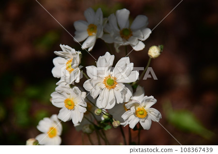 White anemone flowers 108367439