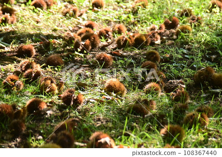 Chestnuts fallen to the ground 108367440