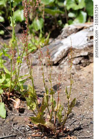 Sorrel (Rumex acetosa) Scientific name: Rumex acetosa Herbal medicine name: Sanmokong (Rumex acetosa) The medicinal part is the root 108367534