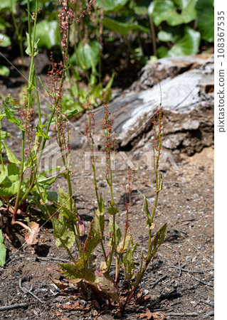 酢漿草（Rumex acetosa） 學名：Rumex acetosa 草藥名稱：三木空（Rumex acetosa） 藥用部位為根 108367535