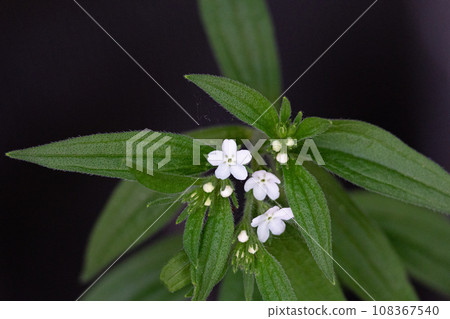 Purple, Lithospermum erythrorhizon, Herbal medicine name: Shikon (purple root) 108367540