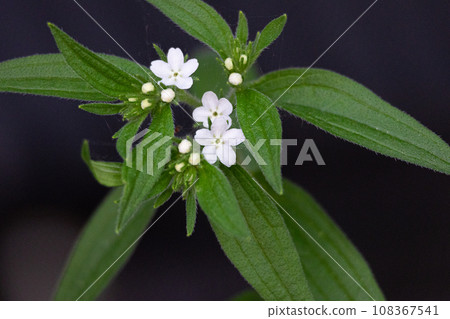 Purple, Lithospermum erythrorhizon, Herbal medicine name: Shikon (purple root) 108367541