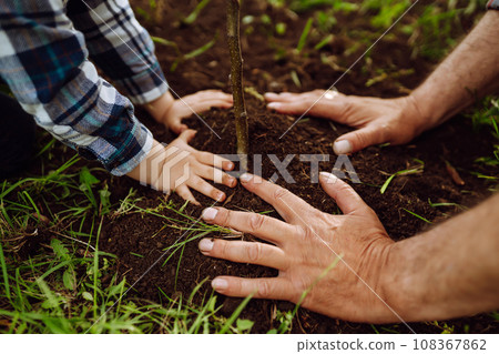 Planting a family tree. Hands of grandfather and little boy planting young tree in the garden. Planting a family tree. Hands of grandfather and little boy planting young tree in the garden. 108367862