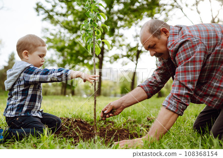 Planting family tree. Little boy helping his grandfather to plant tree while working together. 108368154