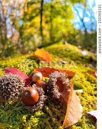 Autumn image: round acorns Autumn image: round acorns 108368181