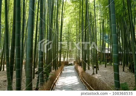 Bamboo forest of Hokokuji Temple 02 108368535