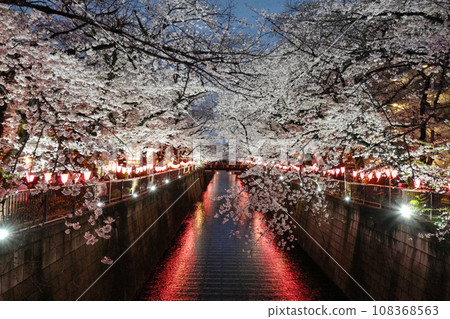 Cherry blossoms at night along the Mekuro River 02 108368563