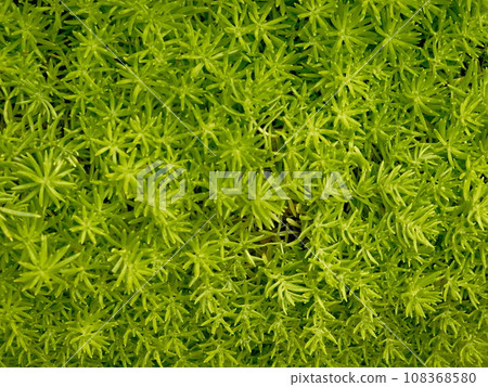 Green moss background. Close-up of green moss texture. Top view. Green moss background. Close-up of green moss texture. Top view. 108368580