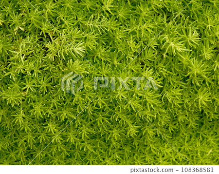 Green moss background. Close-up of green moss texture. Top view. Green moss background. Close-up of green moss texture. Top view. 108368581