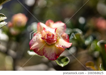 Adenium Flowers Have Three Colors Mixed Together, Yellow, Pink, White. The Flowers Are Multi Layered. Adenium Flowers in Bloom, exotic flower with multi layer petal and a bunch flower adenium obesum. Adenium Flowers Have Three Colors Mixed Together, Yellow, Pink, White. The Flowers Are Multi Layered. Adenium Flowers in Bloom, exotic flower with multi layer petal and a bunch flower adenium obesum. 108368625