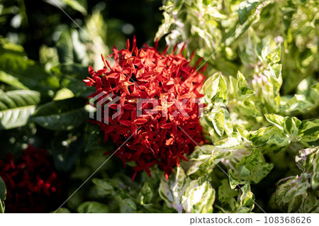 Beautiful Red spike flower. King Ixora blooming (Ixora chinensis). Rubiaceae flower.Ixora flower. Ixora coccinea flower in the garden. Beautiful Red spike flower. King Ixora blooming (Ixora chinensis). Rubiaceae flower.Ixora flower. Ixora coccinea flower in the garden. 108368626