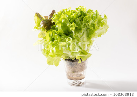 Freshly packed salad Freshly packed salad 108368918