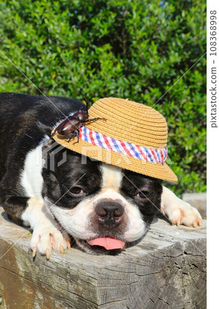 Mighty the Boston Terrier looks cute with a beetle on his straw hat ♡ 108368998
