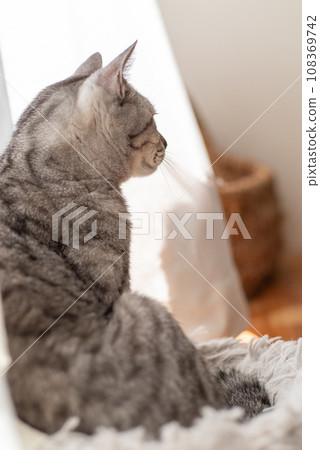 Sitting cat Sabatra cat 108369742