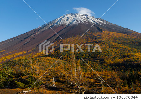 Mt. Fuji and yellow leaves from the back garden 108370044