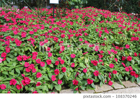 三重縣桑名市長島町名花之里海棠花園 108370246