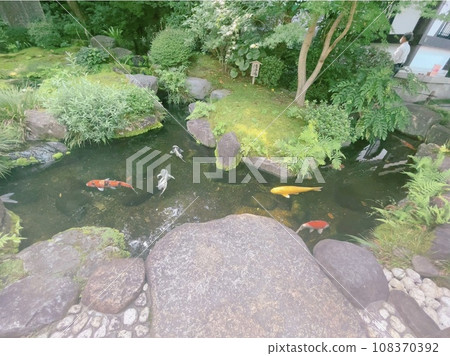 池塘里的鯉魚優雅地游來游去 108370392