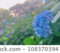 藍色繡球花和日落的天空 108370394