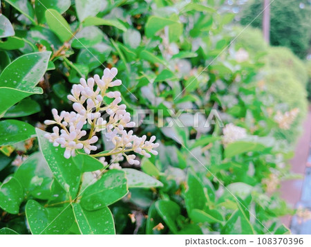 白色Aseb花 108370396