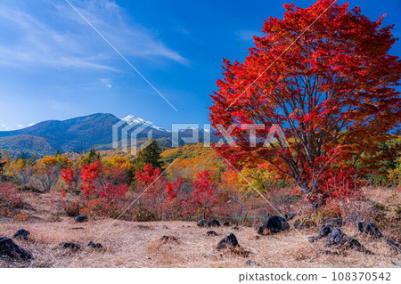 [Autumn material] Norikura Kogen, Mt. Norikura covered with snow and large maple [Nagano Prefecture] 108370542