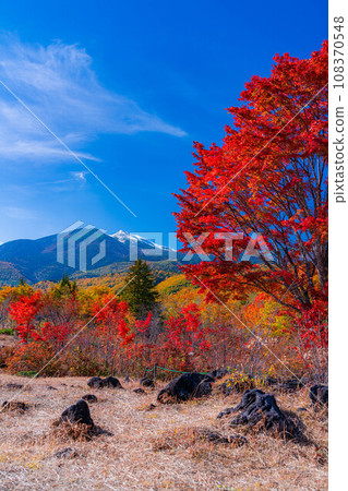 [Autumn material] Norikura Kogen, Mt. Norikura covered with snow and large maple [Nagano Prefecture] 108370548