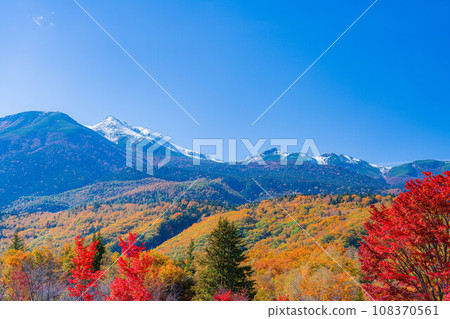 [秋季素材] 乘鞍高原，雪覆蓋的乘鞍山和大楓樹[長野縣] 108370561